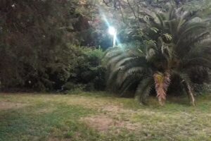 El mayoral del tranvia