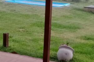 El olivo monoambientes