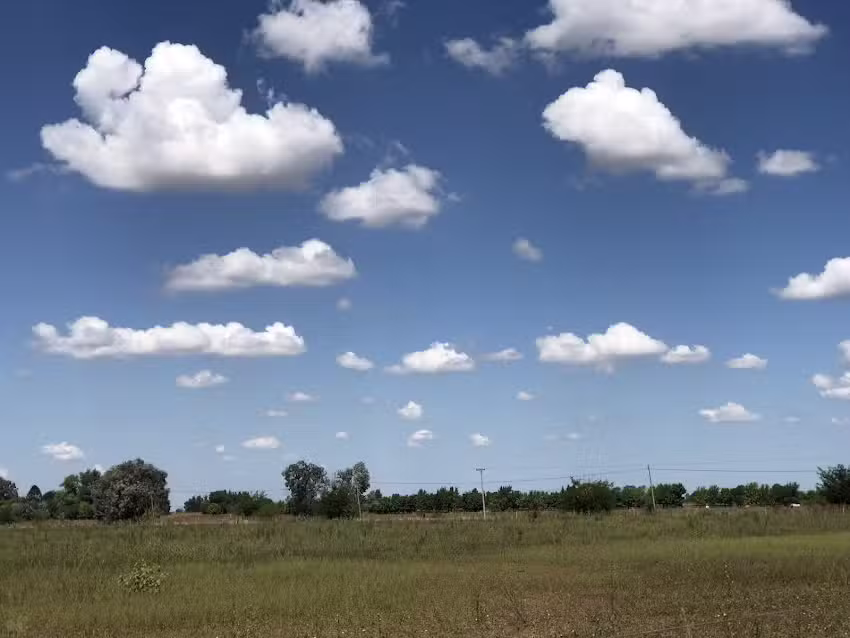 el pinar de los patos