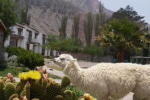 El Refugio De Coquena