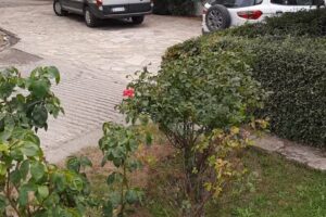 El Viejo Molino Bariloche (no reserva por hostelword)