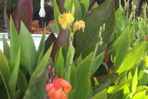 Entre Flores Los Hornillos