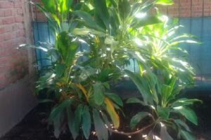 Entre Mangos y Tucanes