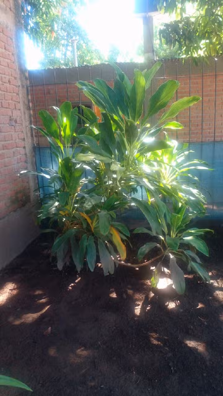 Entre Mangos y Tucanes