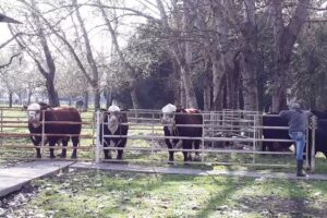 EOLIA – SEMEX – CENTRO GENÉTICO