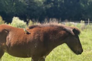 Espacio Ganesha – Amor, conciencia y sanación del alma. Quinta de campo para descanso y espacio para eventos