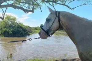 Establecimiento La Elsa