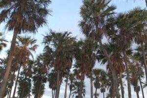 Establecimiento Zöe Amira