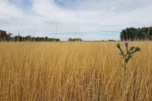 Estancia la Margarita Campo