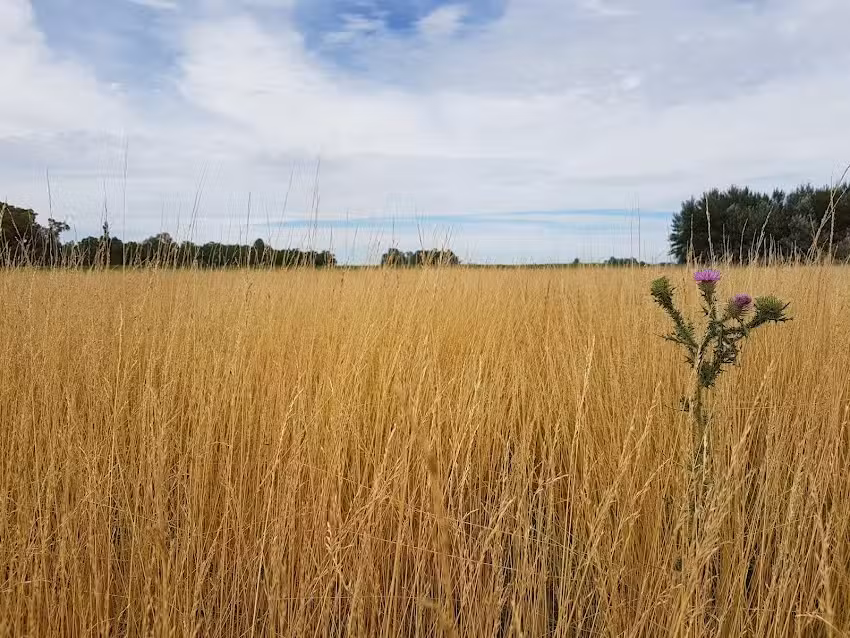 Estancia la Margarita Campo