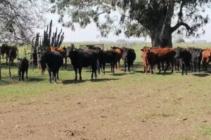 Estancia La Plegaria (( CERRADA TEMPORALMENTE ))