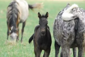 Estancia La Sofia – Boutique Hotel & Polo Ranch