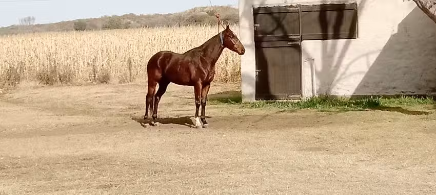 ESTANCIA LOS ALGARROBOS