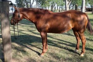 Estancia Santa Teresa, Villa Maria, Cordoba.
