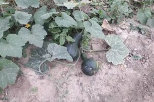 Estancia vegetales FERCOR