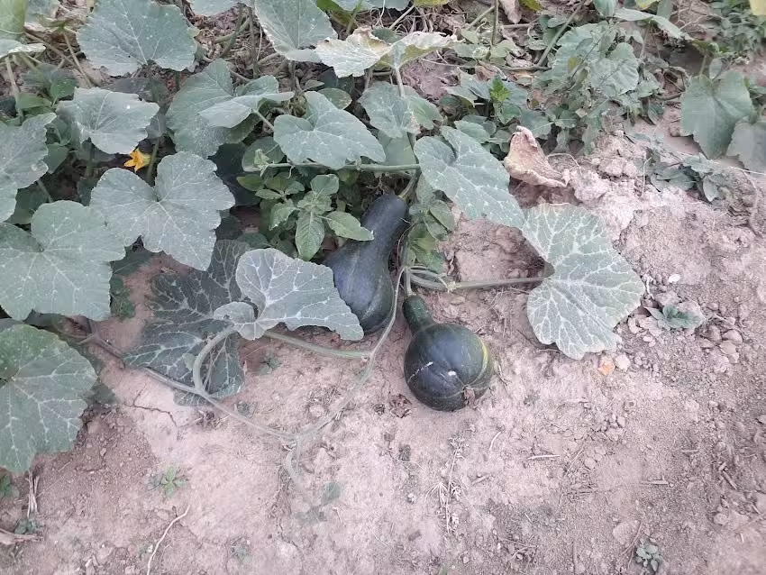 Estancia vegetales FERCOR