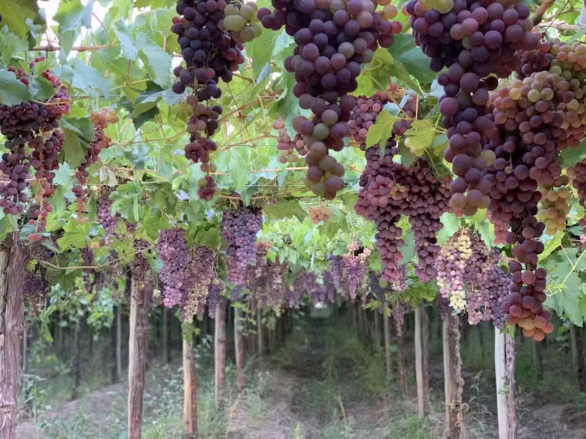Finca La Bonita de Zonda