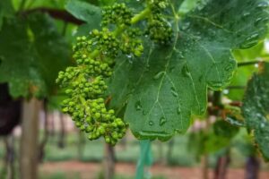 Finca Trinidad Lodge