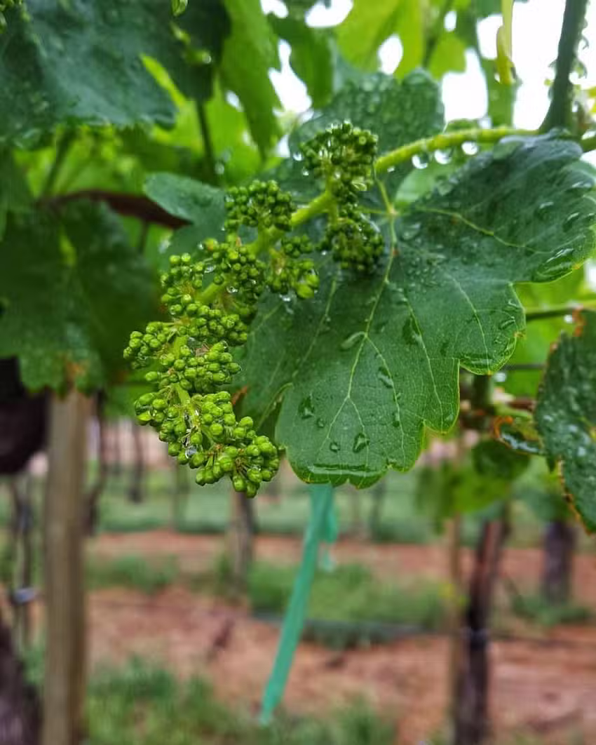 Finca Trinidad Lodge