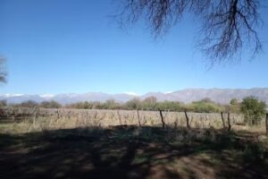 Finca y Bodega La Dionisia
