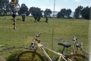 George Divine’s Forest