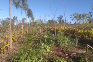 Granja La Lechuza Ecolodge