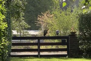 Había una vez un Vagón