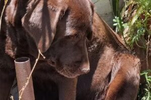 Hamay Bungalows & Suites