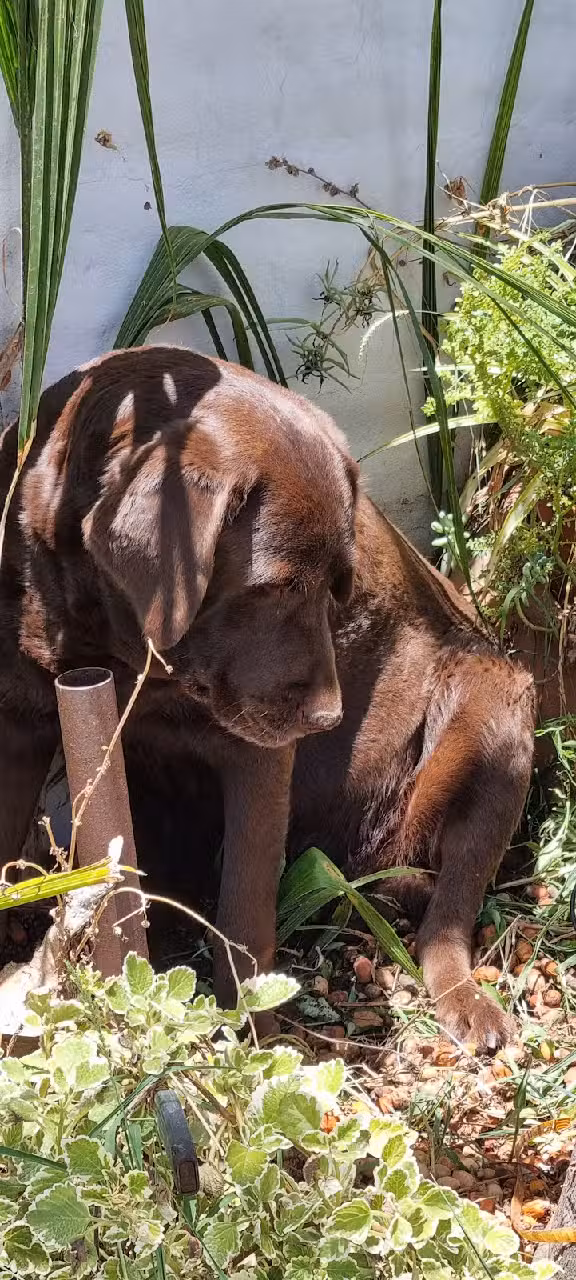 Hamay Bungalows & Suites