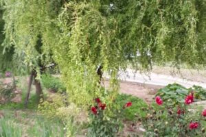 Hospedaje Buena Vista