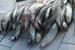 Hospedaje de pescadores