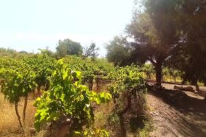 Hospedaje El Terebinto