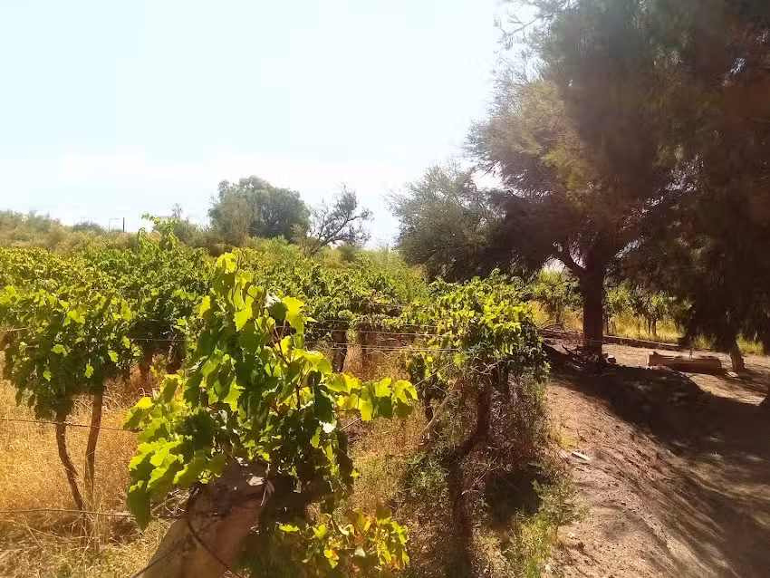 Hospedaje El Terebinto