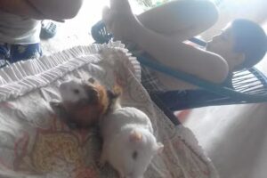 Hospedaje El Zorzal I