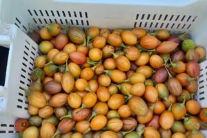 Hospedaje La Artesana