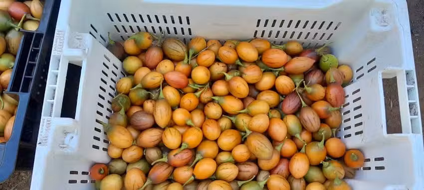 Hospedaje La Artesana