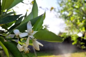 Hospedaje La Cañada