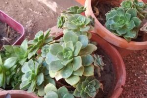 Hospedaje Las Tinajas