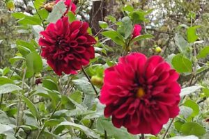 Hospedaje Los Nogales