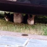 Hospedaje Los Pioneros