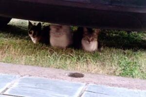 Hospedaje Los Pioneros