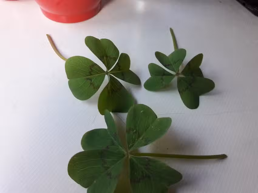 hospedaje mar de ajo