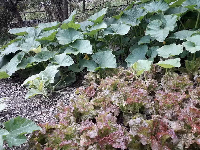 Hospedaje Sr. Leonardo