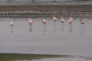 Hospedaje Vity Wasi Pozuelos