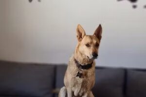 Hostel Maneco — Somos Pet Friendly