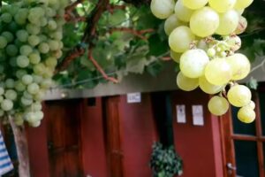 Hostería “Las Iguanas”