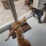 Hotel de Gatos Mishmosos Sede Quilmes