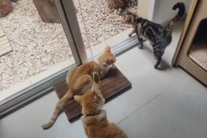 Hotel de Gatos Mishmosos Sede Quilmes