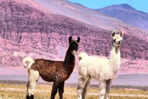 Hotel desierto de sal