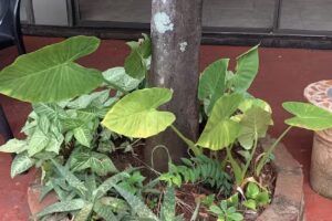 Hotel El Libertador Iguazu